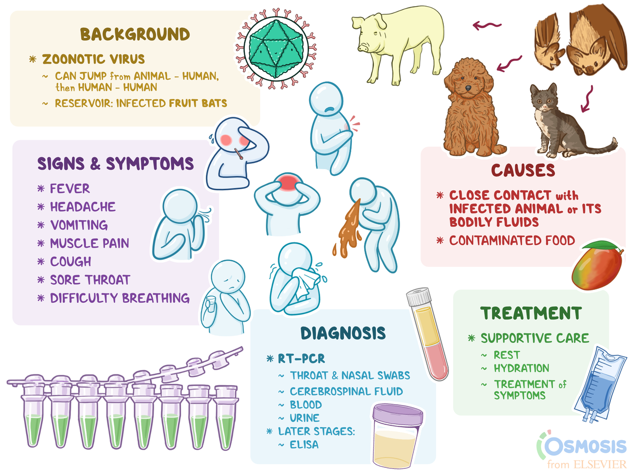 Báo động đỏ: Virus Nipah đe dọa xâm nhập, Bộ Y tế ra công văn khẩn
