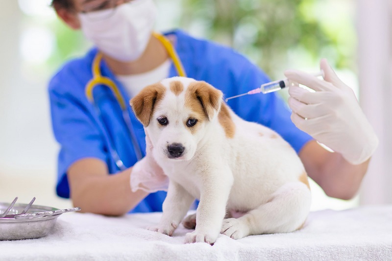 Dắt chó ra đường không đeo rọ mõm bị phạt tới 2 triệu đồng?
