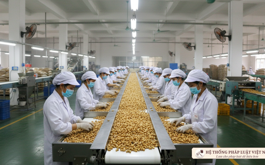 Tin vui cho ngành điều: Chính thức giảm thuế nhập khẩu hạt điều xuống còn 3% từ tháng 8/2011