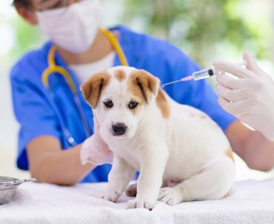 Mẫu Giấy ủy quyền nộp hồ sơ thang lương, bảng lương chuẩn nhất 2019